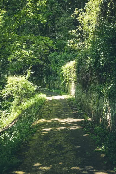 Huzurlu bir yol canlı yeşillikler arasında dolaşır, yaprakların arasından geçen benekli güneş ışığı filtreleri, sakin bir yürüyüş ya da doğa keşfi için mükemmel huzurlu bir atmosfer yaratır..