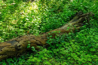 Zengin yeşil yapraklar, benekli güneş ışığıyla aydınlatılan antik bir kütüğü sarıyor. İlkbaharın sonlarında canlı bir ormanda huzurlu bir atmosfer yaratıyor..
