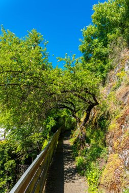 Sakin bir patika, yaprakları güneşin sıcaklığında parlayan ağaçların arasında yavaşça kıvrılır. Doğa yolu sarar ve gezginler için huzurlu bir kaçış yaratır..