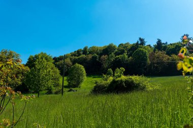 Bereketli yeşillik yamaçları örterken çeşitli ağaçlar parlak mavi gökyüzüne karşı dimdik dururken kırsal kesimdeki sakin bir bahar gününün dinginliğini yansıtıyor..
