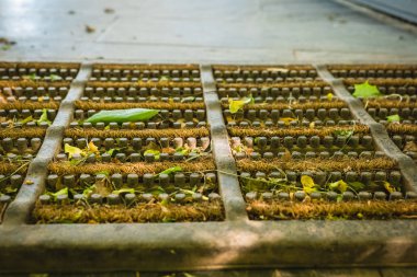 Yapraklar ve çimenler dokulu bir geçit ızgarasında filizlenerek doğayı kentsel yaşamla harmanlıyor. Güneş ışığı yumuşak gölgeler bırakıyor, bu eşsiz bağlantıyı vurguluyor.