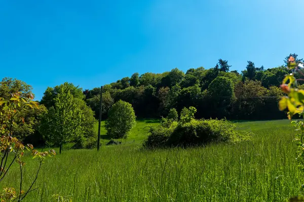 Bereketli yeşillik yamaçları örterken çeşitli ağaçlar parlak mavi gökyüzüne karşı dimdik dururken kırsal kesimdeki sakin bir bahar gününün dinginliğini yansıtıyor..