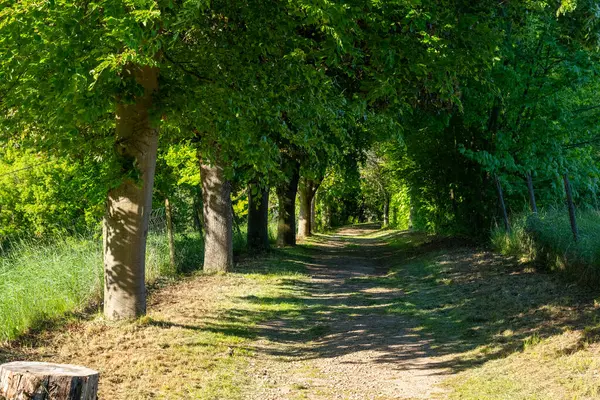 Güneş ışığı canlı yaprakların arasından süzülerek toprak yolundaki lekeli gölgeleri oluşturur. Bu sakin patika, huzurlu bir orman boyunca, huzurlu bir yürüyüş için mükemmel..