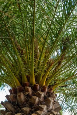 Titrek yeşil yaprakları olan uzun palmiye ağaçları ılık esintide hafifçe sallanırken güneş ışığı yapraklarını süzerken yere gölgeler düşürür ve sakin bir atmosfer yaratır..