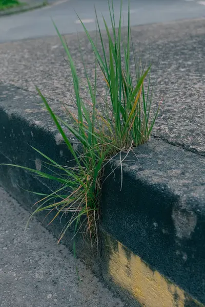 Parlak yeşil çimenler, sıcak bir öğleden sonra, doğanın kentsel altyapıya karşı dayanıklılığını gösteren beton bir çatlaktan geçiyor..