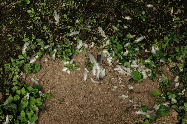 Son fırtınadan sonra, bahçe yeşillik ve dağınık beyaz tüylerle çevrili çıplak bir toprak parçası ortaya çıkarak meydana gelen vahşi bir karşılaşmayı ima ediyor..