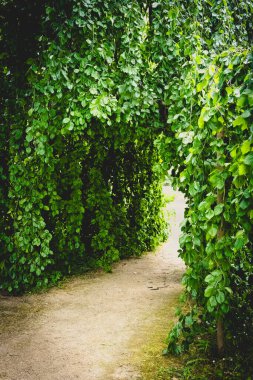 Huzurlu bir patika, canlı yeşil yapraklardan oluşan bir kemer boyunca süzülür. Sıcak gündüz saatlerinde huzurlu bir bahçede davetkar bir gizeme yol açar..