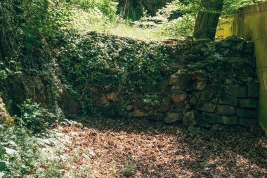Yeşilliklerin ortasında, dökülen yapraklardan oluşan bir halıdan yükselen eski bir taş duvar, çatlaklardan sallanan canlı yapraklarla, doğanın ıslah oluşumunun ahengini yakalıyor..