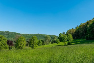 Bereketli bir çayır, açık mavi bir gökyüzünün altında canlı ağaçlarla kaplı bir arazi boyunca uzanır. Güneş ışığı yeşil çimenleri yıkıyor, sakin bir yaz atmosferi yaratıyor..