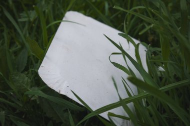 Yansıtıcı gümüş bir yüzey, yemyeşil çimenlerde, alacakaranlığın yumuşak parıltısı sırasında doğanın ince güzelliğini yakalar. Çevredeki yeşillik sahnenin sükunetini tamamlıyor..