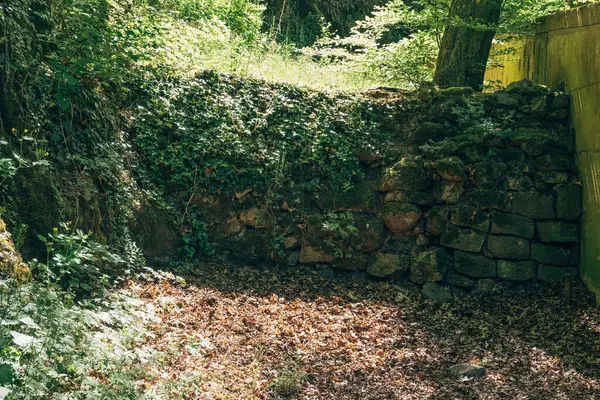 Yeşilliklerin ortasında, dökülen yapraklardan oluşan bir halıdan yükselen eski bir taş duvar, çatlaklardan sallanan canlı yapraklarla, doğanın ıslah oluşumunun ahengini yakalıyor..