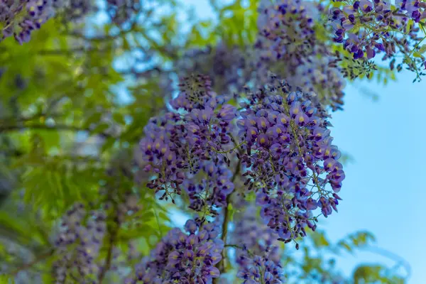 Narin salkım çiçekleri yemyeşil sarmaşıklardan zarif bir şekilde sarkır ve gök mavisi gökyüzüne çarpıcı bir görüntü oluşturur. Parfüm havayı dolduruyor, doğada huzurlu anları davet ediyor..