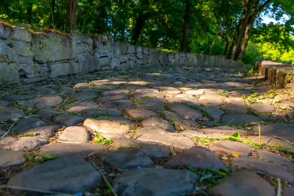 Güzel asfalt bir yol yeşil yeşil yaprakların arasından süzülen güneş ışığının barışçıl bir gezinti için mükemmel sakin ve davetkar bir atmosfer yarattığı yeşil bir arazide kıvrılır..
