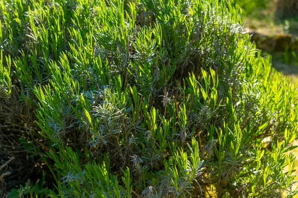 Güneş ışığı yemyeşil otların yemyeşil yaprakları üzerinde dans eder, büyüleyici bir atmosfer yaratır, doğa aşıklarını bu canlı bahçenin tadını çıkarmaya davet eder..