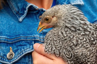 Bir insan, güzel gri bir pilici nazikçe beşikte tutar. Kotun arka planına çarpıcı desenlerle bezenmiş. Sıcak ışık sahneyi yıkar, o anın hassasiyetini arttırır..