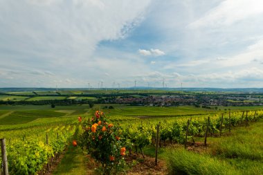 Çiçek açan güllerin ön planda renk patlamaları eklediği bereketli üzüm bağları, çarpıcı bir gökyüzü altında narin tepeler arasında zikzak çiziyor. Uzakta sakin bir köy uzanıyor..