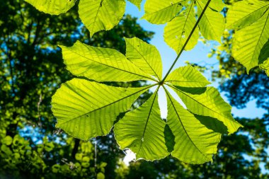 Açık mavi gökyüzünün altında, büyük yeşil yapraklar doğal bir tepe örtüsü oluşturarak, güneş ışığının orman zeminini nazikçe aydınlatmasını ve doğanın güzelliğini gözler önüne sermesini sağlar..