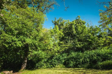 Yaprakların arasından süzülen güneş ışığının dinlenme ve yansıma için ideal sakin ve davetkar bir atmosfer yarattığı sakin bir ormanda canlı yapraklar gelişir..