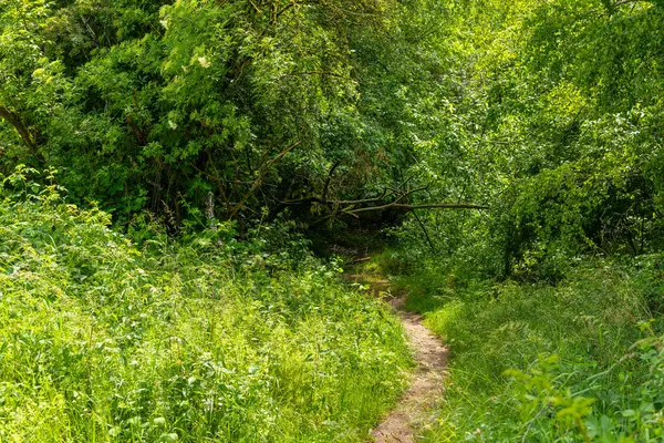 Yumuşak bir yol, yoğun yapraklar ve yumuşak, güneşli otlarla çevrili canlı yeşillikler arasında kıvrılır. Doğa bu huzurlu ormanda gelişir, gezginleri sırlarını keşfetmeye çağırır..