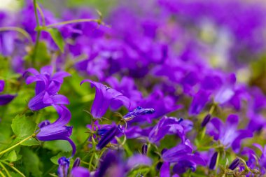 Bereketli, mor çiçeklerle dolu bir bahçe, sakin bir bahar öğleden sonra güneşinin altında güneşleniyor. Hafif bir esinti yaprakları güzel dans ettirir..