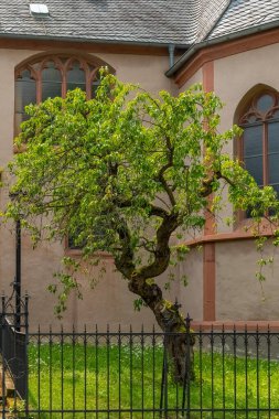 Avrupa 'nın huzurlu bir köşesinde, tarihi bir taş kilisenin yanında eğri büğrü bir ağaç gelişir. Canlı yeşil yaprakları, kilisenin sıcak renkleriyle güzel bir tezat oluşturuyor ve dingin bir atmosfer yaratıyor..