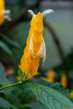 Çarpıcı bir altın sarısı çiçek, tropikal bir bahçede canlı yeşil yapraklara karşı duruyor. Benzersiz şekli, doğanın neşeli özünü yakalayan narin beyaz yapraklarla tamamlanır..