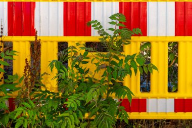 Kırmızı ve sarı renkli eskrim, yemyeşil yeşilliklerle tezat oluşturuyor. Güneşli bir günde kentsel gelişimin ortasında doğanın esnekliğini gösteriyor..