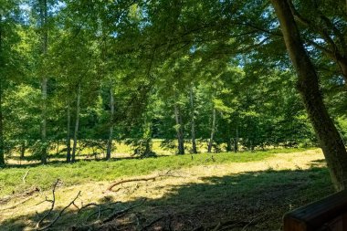 Sıcak bir yaz gününde, güneş ışığı sakin bir ormanı yıkıyor, zengin yeşillikleri vurguluyor ve huzurlu doğa titreşimlerini davet ediyor. Açık alanı çevreleyen uzun ağaçlar, sakin bir atmosfer yaratıyor..