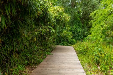 Güzel, ahşap bir patika, yoğun yaprakların arasında zarif bir şekilde dolanıyor. Aylakları çevresini çevreleyen canlı yeşilliği keşfetmeye davet ediyor. Doğaya huzurlu bir kaçış bekliyor..