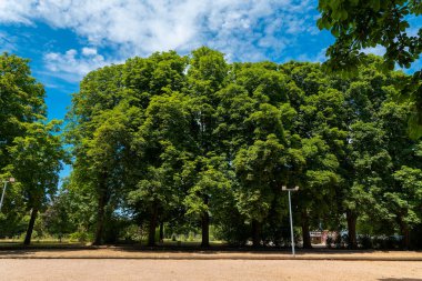 Parlak mavi bir gökyüzünün altında, uzun yeşil ağaçlar ihtişamlı bir şekilde durup dinlenmek için huzurlu bir ortam yaratıyorlar. Güneş ışığı yaprakların arasından süzülerek bölgenin doğal güzelliğini arttırır..
