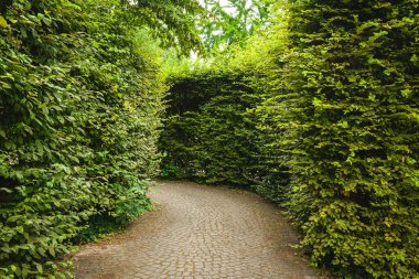 Çekici bir kaldırım taşı yolu yoğun, canlı yeşillikler arasında dolaşır, sakin yürüyüşler ve sessiz yansımalar için mükemmel huzurlu bir atmosfer yaratır. Etrafındaki yapraklar yemyeşil ve davetkar..