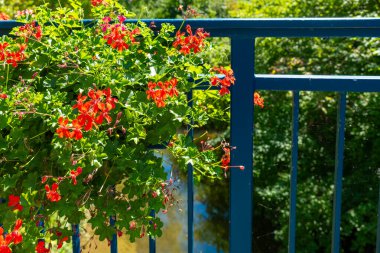 Parlak kırmızı sardunyalar mavi bir tırabzanın üzerine dökülerek, ağaçların yemyeşil zeminine çarpıcı bir kontrastı oluşturur. Güneş ışığı, yakınlardaki sakin suyun üzerinde dans ederek huzurlu atmosferi güçlendirir..