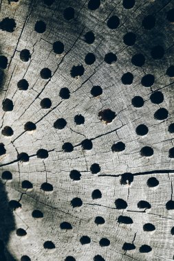 Güneş ışığı yıpranmış ahşap bir yüzeye gölge düşürür sayısız delinmiş deliklerle işaretlenir. Açık hava ortamındaki kerestenin doğal güzelliğini ve tarihini vurgular..