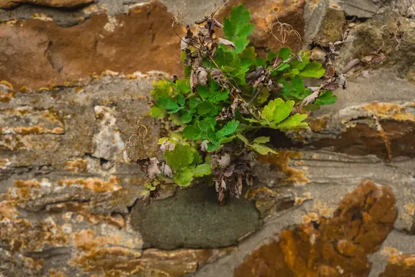 Canlı bir yeşil bitki kırsal taştan bir duvarın yıpranmış çatlaklarından çıkar. Bu sahne, sert koşullara rağmen doğanın beklenmedik yerlerde gelişebildiğini gösteriyor..