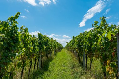 Gelişen üzüm bağları parlak mavi bir gökyüzünün altında pitoresk bir yol oluşturur. Bereketli yapraklar ince bulutlarla çok güzel tezat oluşturuyor. Doğanın cömertliğini gözler önüne seriyor..