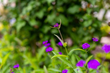 Mor çiçekler yemyeşil bir bahçede sıcak güneşin altında gelişerek huzurlu bir atmosfer yaratırlar. Çevredeki yeşillik canlı renklerini tamamlıyor, herkesi doğanın güzelliklerine davet ediyor..
