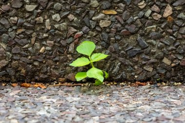 Gri asfalt çatlaklarının arasına yerleşmiş canlı yeşil bir bitki sert yüzeyden itiyor. Yoğun bir şehirde bile hayatın tüm zorluklara karşı direncini simgeliyor..