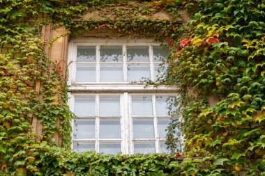 Tarihi bir binada yemyeşil sarmaşıklarla çevrili büyüleyici bir pencere doğanın renkli dokunuşlarını sergiliyor. Kırmızı ve yeşil yapraklar canlı bir çerçeve oluşturur, sükunet ve uyumu somutlaştırır..