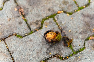 Yalnız bir ceviz kaldırımlı bir geçitte yatıyor, çatlamış ve içini gösteriyor. Etrafında yosun parçaları ve dağınık organik madde parçaları var. Doğal bir sahne yaratıyorlar..