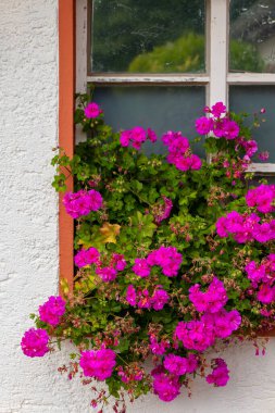 Parlak pembe begonviller zarif bir şekilde eski bir pencereden süzülüp, canlı bir sahne yaratıyorlar. Güneş ışığı rengarenk çiçeklerin rengarenk beyaz duvara vurgu yapıyor..
