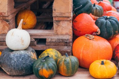 Turuncu, yeşil ve beyaz tonlarında çeşitli balkabakları kırsal ahşap sandıkların yanına istiflenmiş ve yerel bir hasat pazarında canlı bir sonbahar atmosferi sergiliyorlar..