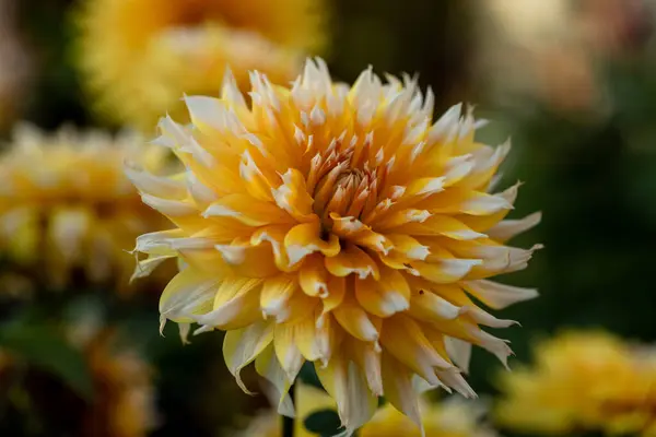 Dahlia Żółto Pomarańczowe Kwiaty Ogrodzie Wysokiej Jakości Zdjęcie — Zdjęcie stockowe