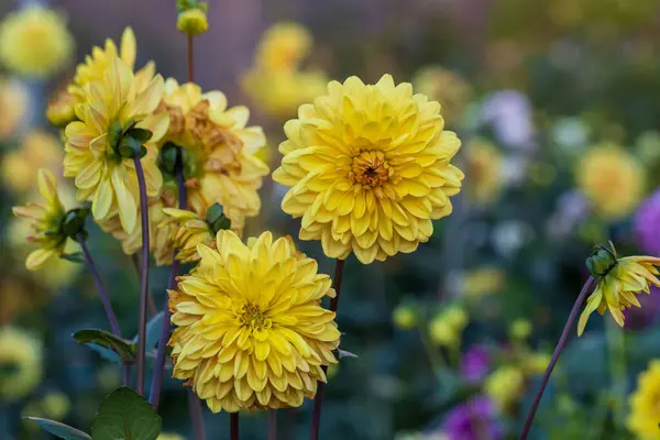 Dahlia Żółto Pomarańczowe Kwiaty Ogrodzie Wysokiej Jakości Zdjęcie — Zdjęcie stockowe