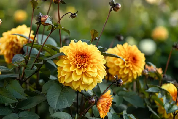정원에서 달리아 노란색과 오렌지 품질의 — 스톡 사진