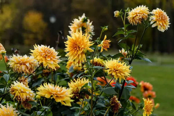 Dahlia Flores Amarelas Laranja Jardim Foto Alta Qualidade — Fotografia de Stock