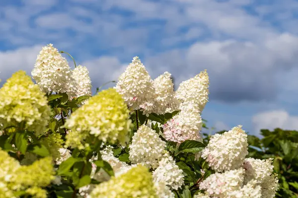 Hydrangea Paniculata Vanille Fraise Pada Batang Foto Berkualitas Tinggi — Stok Foto