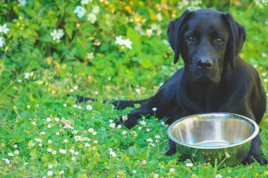 Siyah Labrador köpeği boş kaseyle çimlerin üzerinde. Mutlu köpek parkta oturuyor..