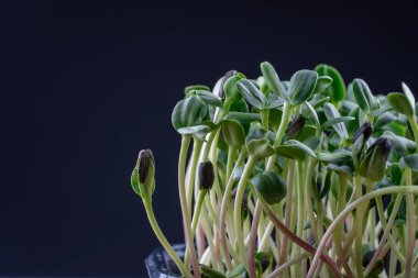 Ay çiçeği mikroyeşillikleri siyah arka planda doğar. Yeşil mikro bitkiler helianthus filizlenmesi. Konteynırlarda taze lahanalar. Mısır gevreği tohumu filizlenmesi. Sağlıklı beslenme ve organik gıda.