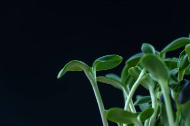 Ay çiçeği mikroyeşillikleri siyah arka planda doğar. Yeşil mikro bitkiler helianthus filizlenmesi. Konteynırlarda taze lahanalar. Mısır gevreği tohumu filizlenmesi. Sağlıklı beslenme ve organik gıda.