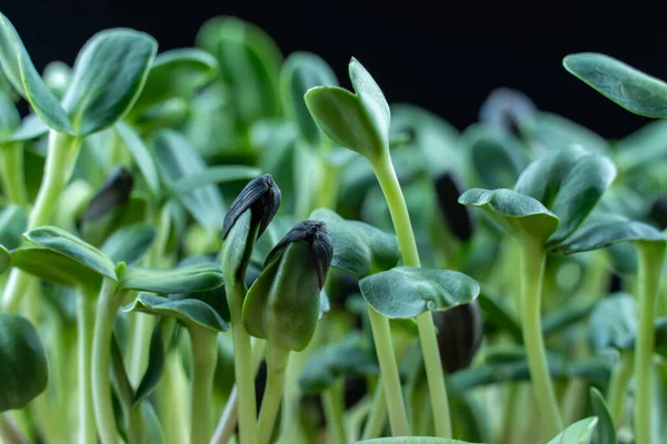 stock image Sunflower microgreens birth close up on black background. Green micro plants helianthus germination. Young sprouts in containers. Germination of cereal crop seeds. Healthy nutrition and organic food.